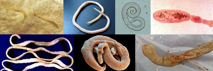 Verschillende soorten parasieten