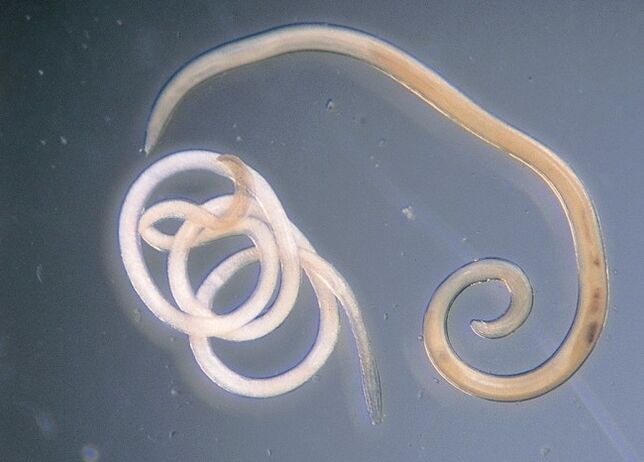 Nematoden
