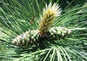 Vrenkt naar het reinigen van het lichaam van parasieten