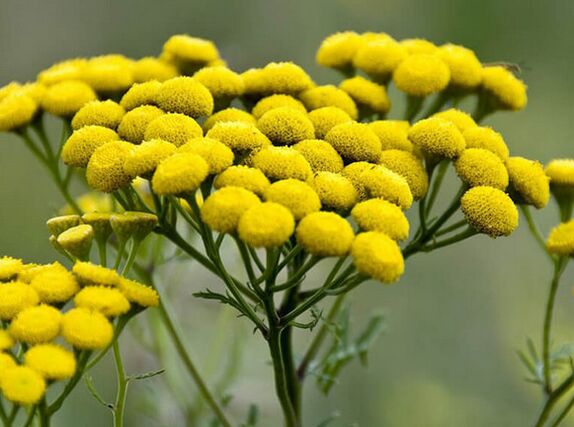 boerenwormkruid - een remedie tegen parasieten